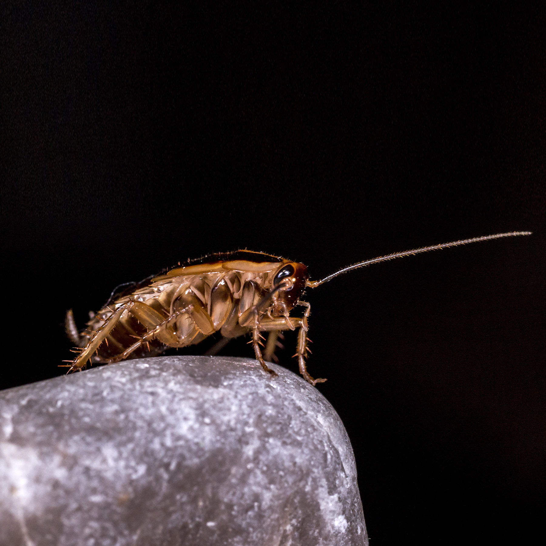 German Cockroaches