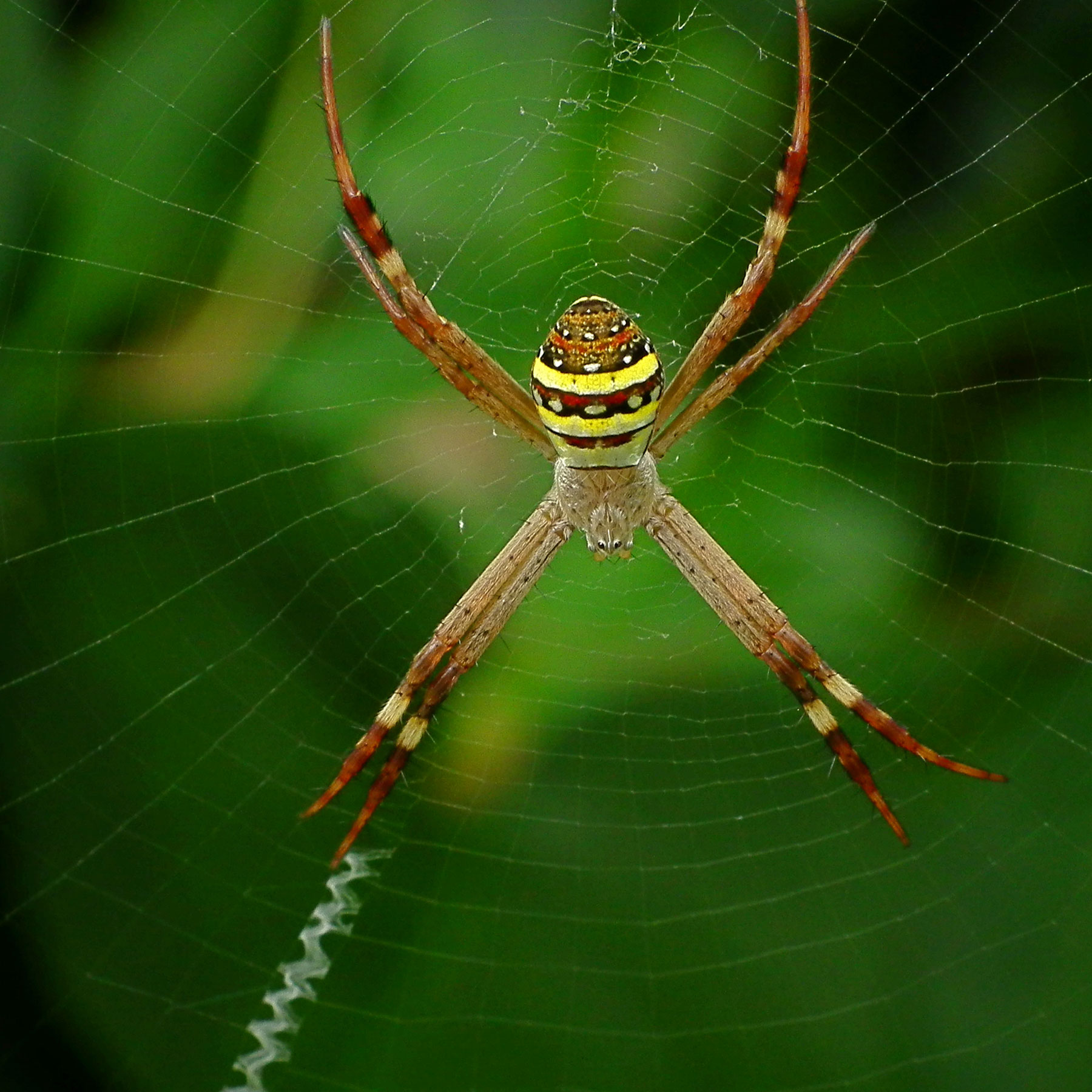 St Andrews Cross Spider