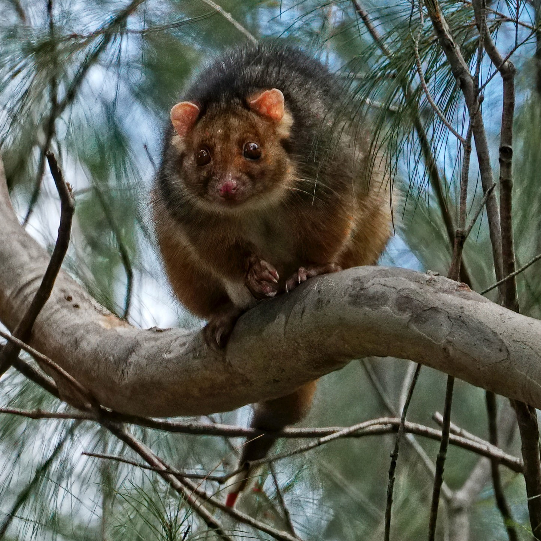 Possums